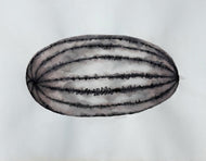 Ruth Aiko Asawa was an American modernist artist known primarily for her abstract looped-wire sculpt