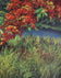 Vibrant Landscape with Red Blossoms (Mejias)