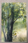 Watercolor Landscape (L. Lucioni)
